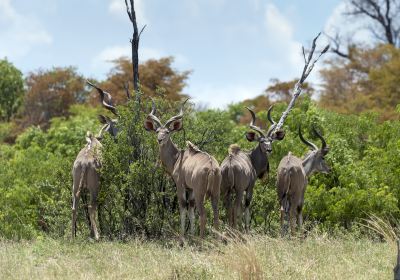 Cango Wildlife Ranch