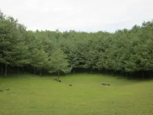 Shanzhou Forest Farm