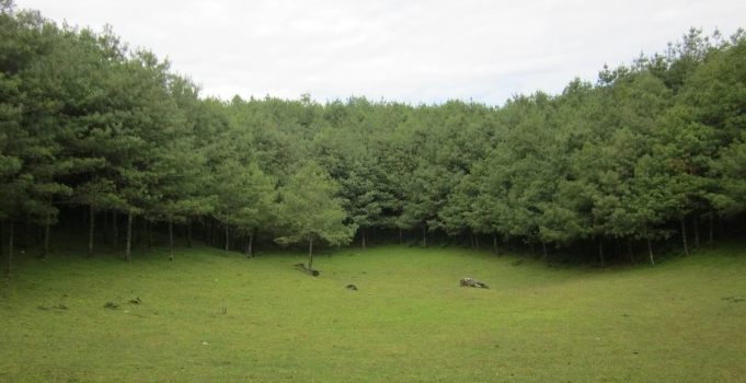 Shanzhou Forest Farm