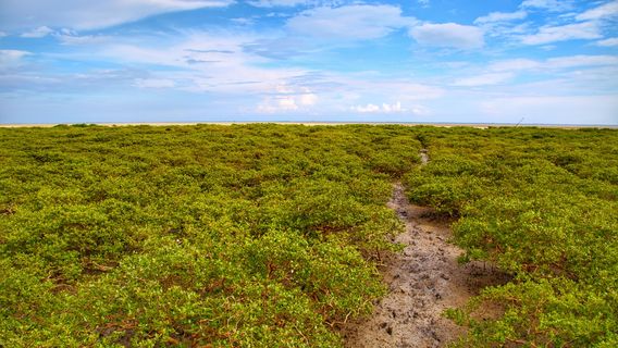 Shankou Mangrove