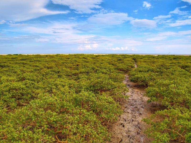 Shankou Mangrove