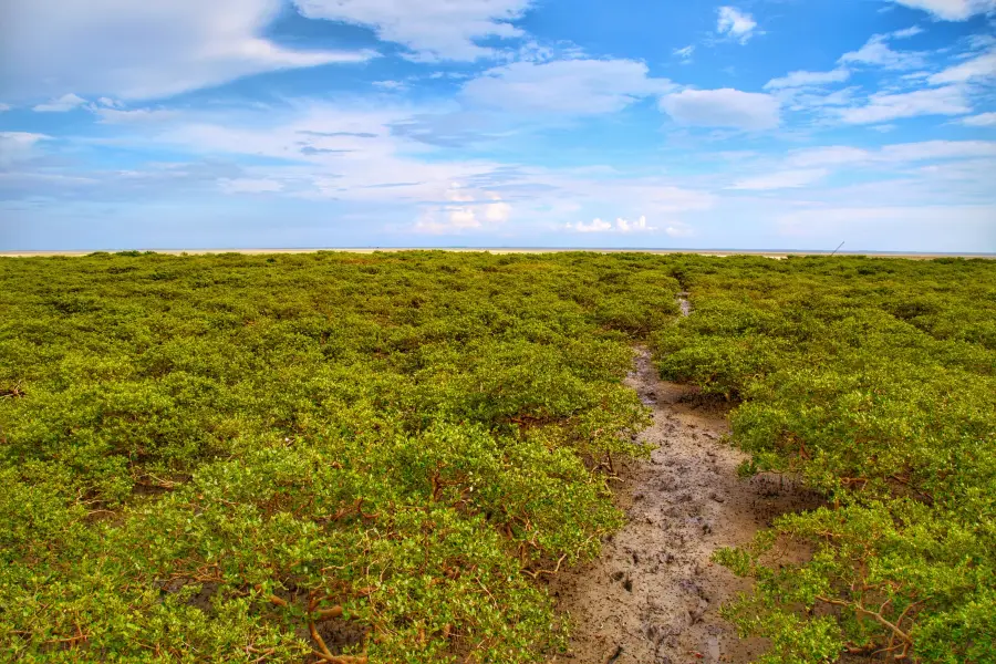 Shankou Mangrove