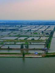 Hong Lake Marsh