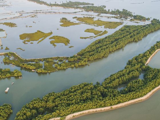 Zhanjiang Mangrove National Nature Reserve