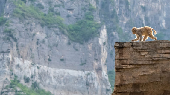 Henan Taihang Mountain Macaque National Nature Reserve