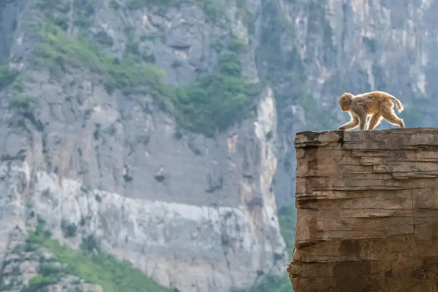 Henan Taihang Mountain Macaque National Nature Reserve