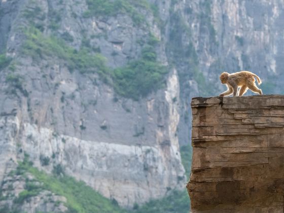 Henan Taihang Mountain Macaque National Nature Reserve