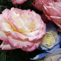 知味恋歌 User Photo