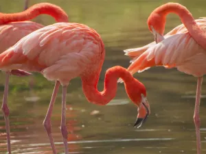 Hunan Changde Wildlife World