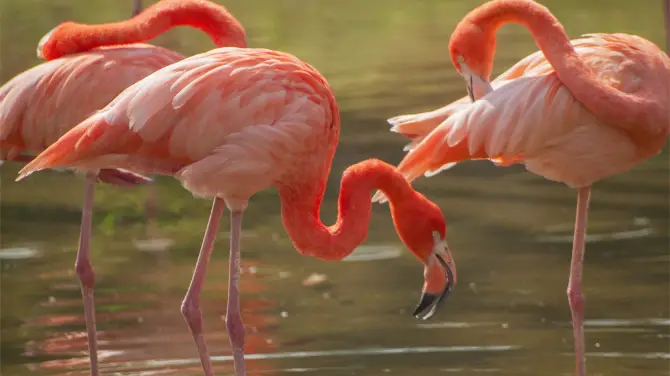 2_湖南常德野生動物世界