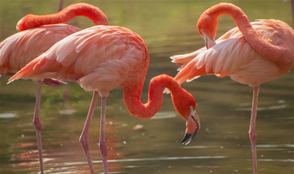 2_湖南常德野生動物世界