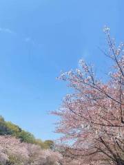 雲浮櫻花園