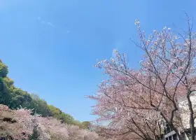 雲浮櫻花園