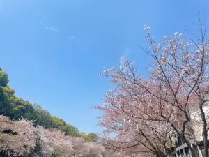 雲浮櫻花園