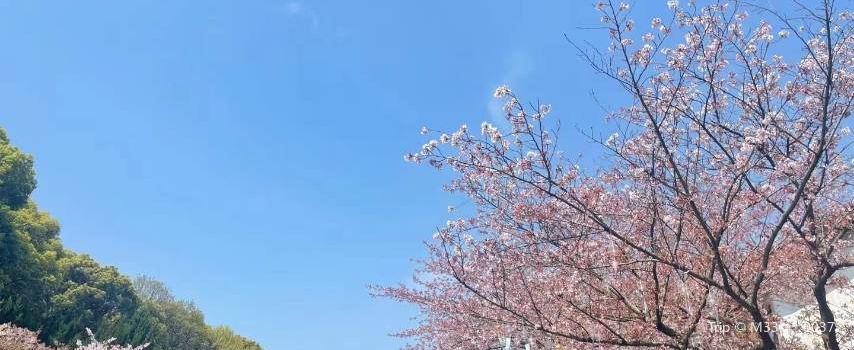 Yunfu Cherry Blossom Garden
