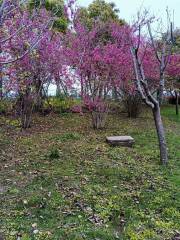 Ten Li Cherry Blossom Garden