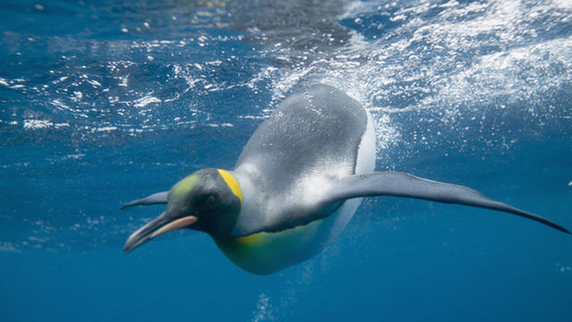 SEA LIFE Melbourne Aquarium