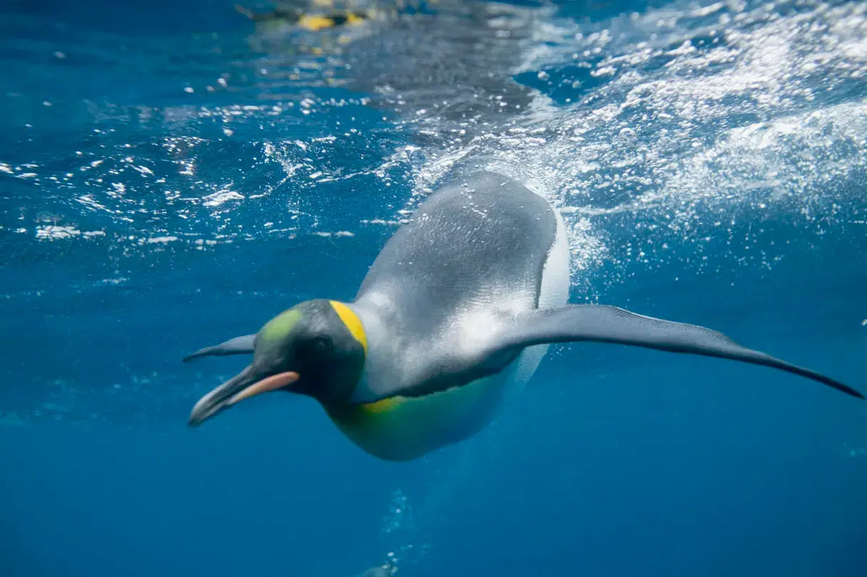 1_SEA LIFE Melbourne Aquarium