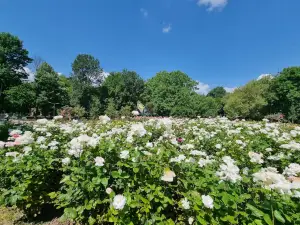 Rose Garden