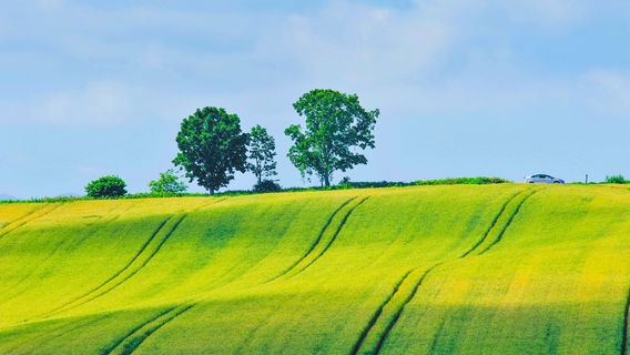 Parent & Child Tree (Biei-cho)