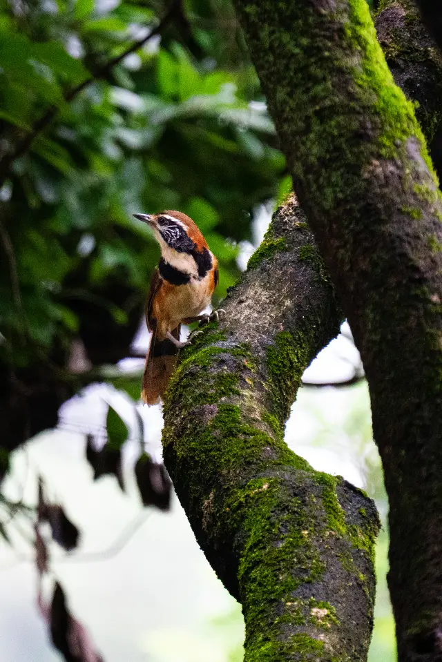 Birdwatching in Baiyunshan