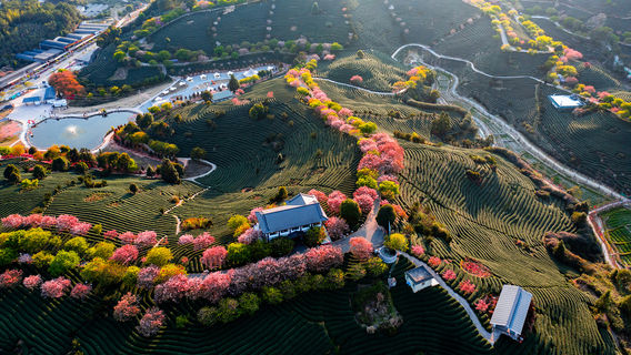Cherry Blossom Viewing in Longyan