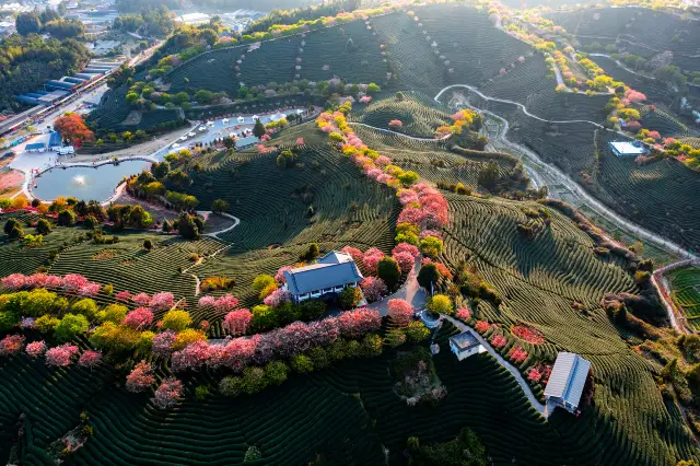 Cherry Blossom Viewing in Longyan