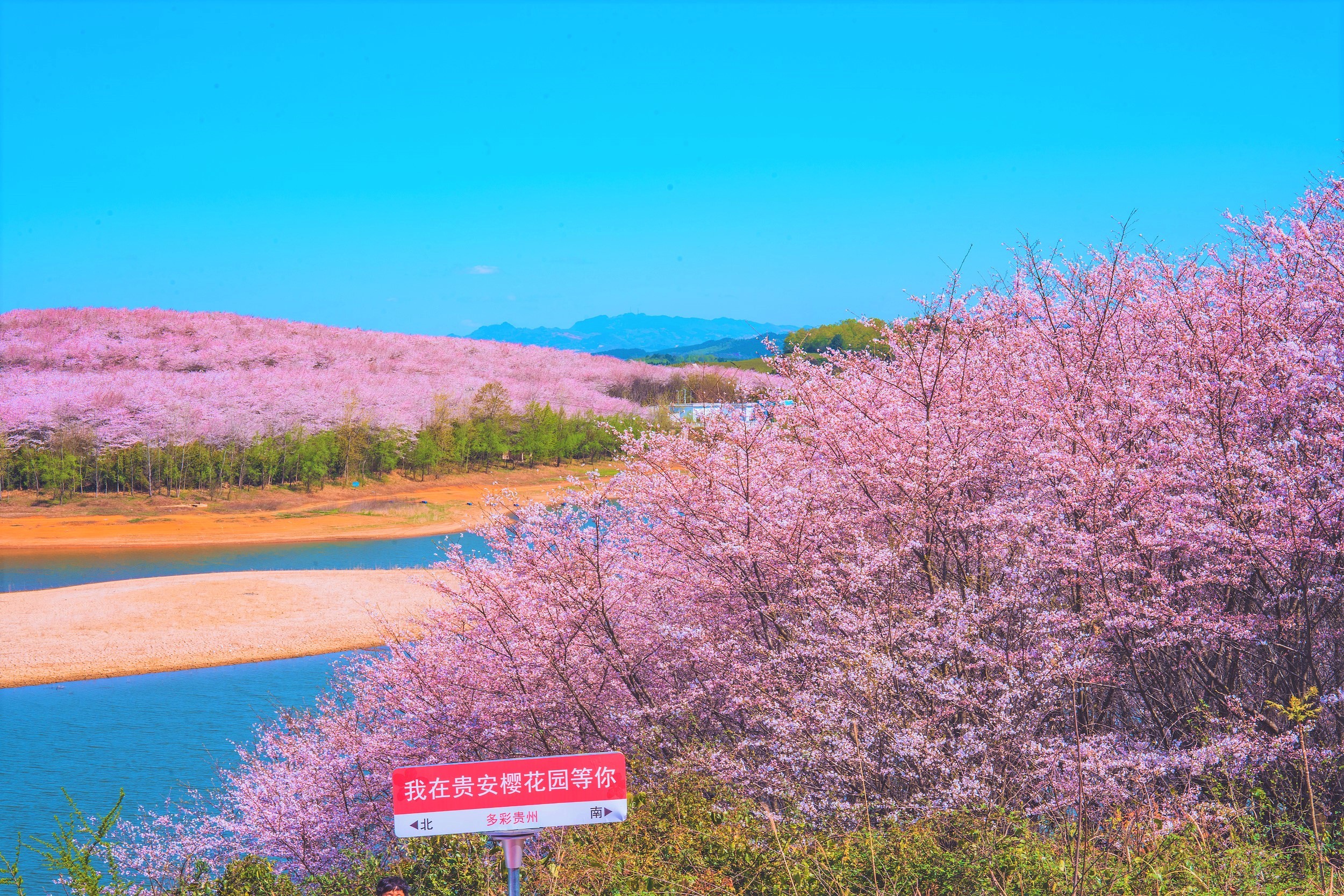 핑바 농장 벚꽃 정원