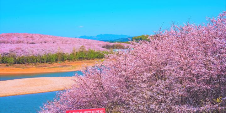 Cherry Blossom Garden in Pingba Farm