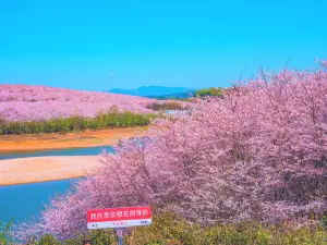 Cherry Blossom Garden in Pingba Farm