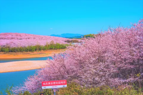 핑바 농장 벚꽃 정원