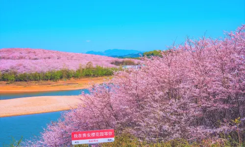 Cherry Blossom Garden in Pingba Farm