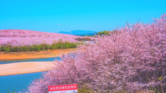 Cherry Blossom Garden in Pingba Farm