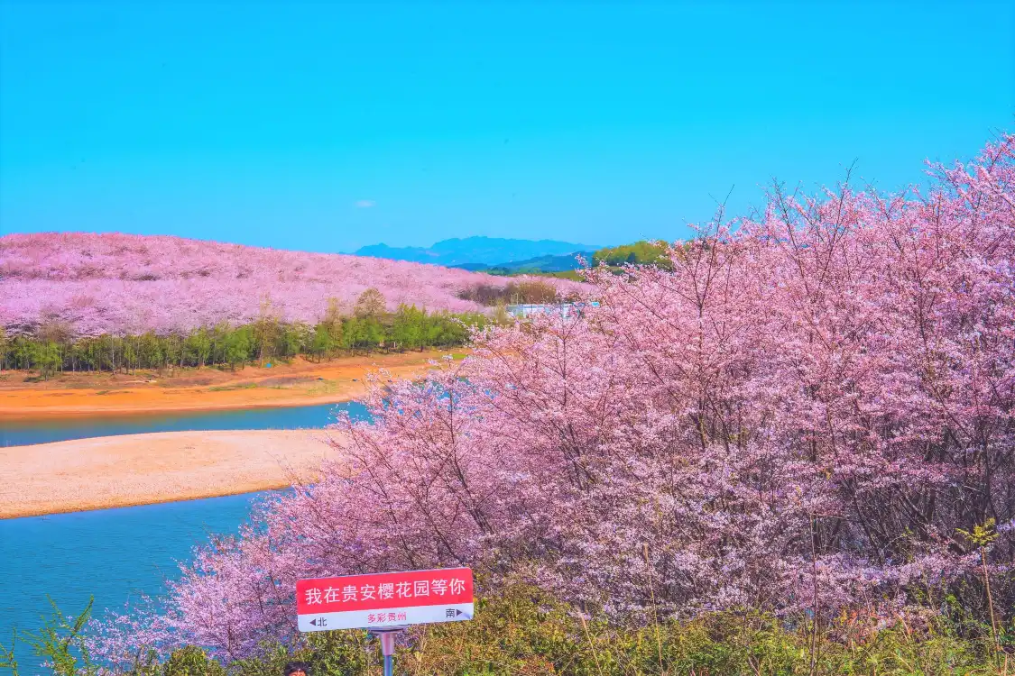 Hotels near Cherry Blossom Garden in Pingba Farm