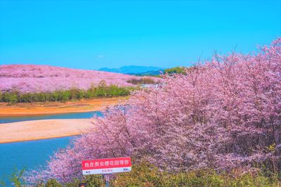 Cherry Blossom Garden in Pingba Farm