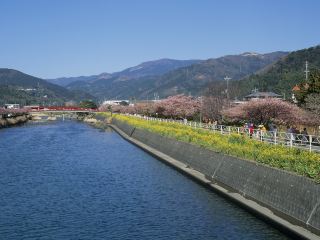 河津日帰り旅行プラン