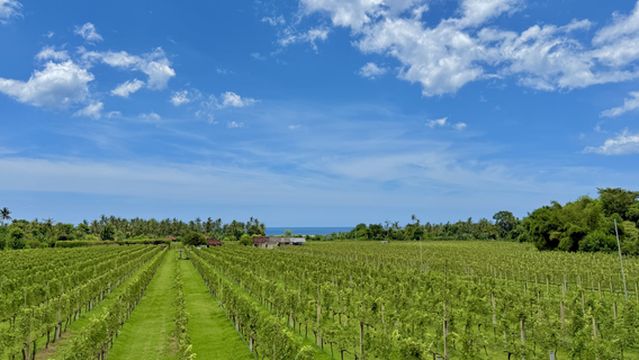 Hatten Wines Vineyard