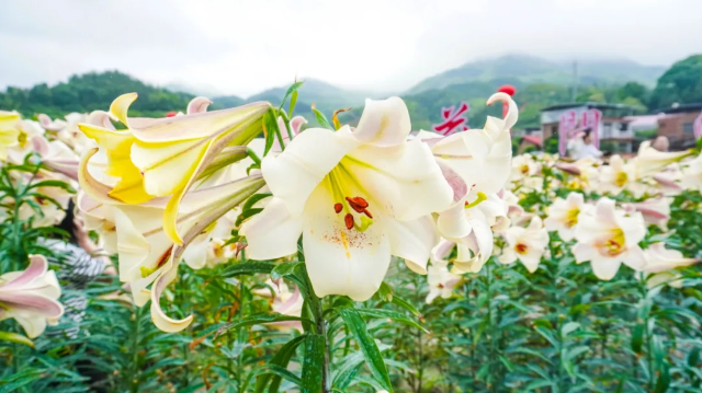 Baishui Township Lily Cultural Festival | Wanzai