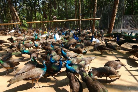 Mangshi Peacock Valley Forest Park - Peacock Garden