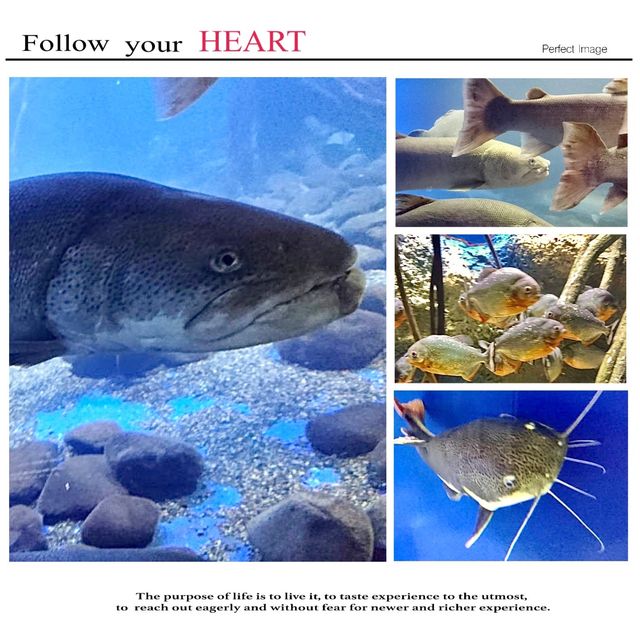 山の水族館