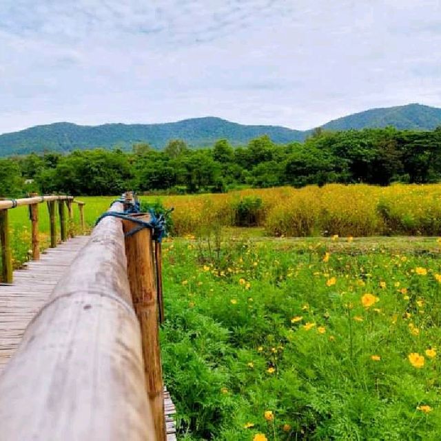 คาเฟ่ถูกใจ ดอกไม้งาม