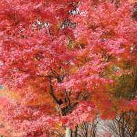 【 整個山頭一遍紅海楓葉 】