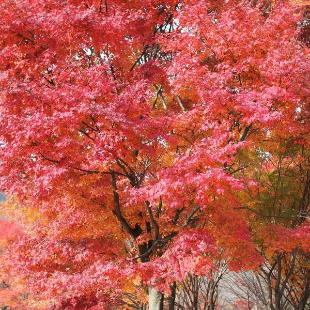 【 整個山頭一遍紅海楓葉 】