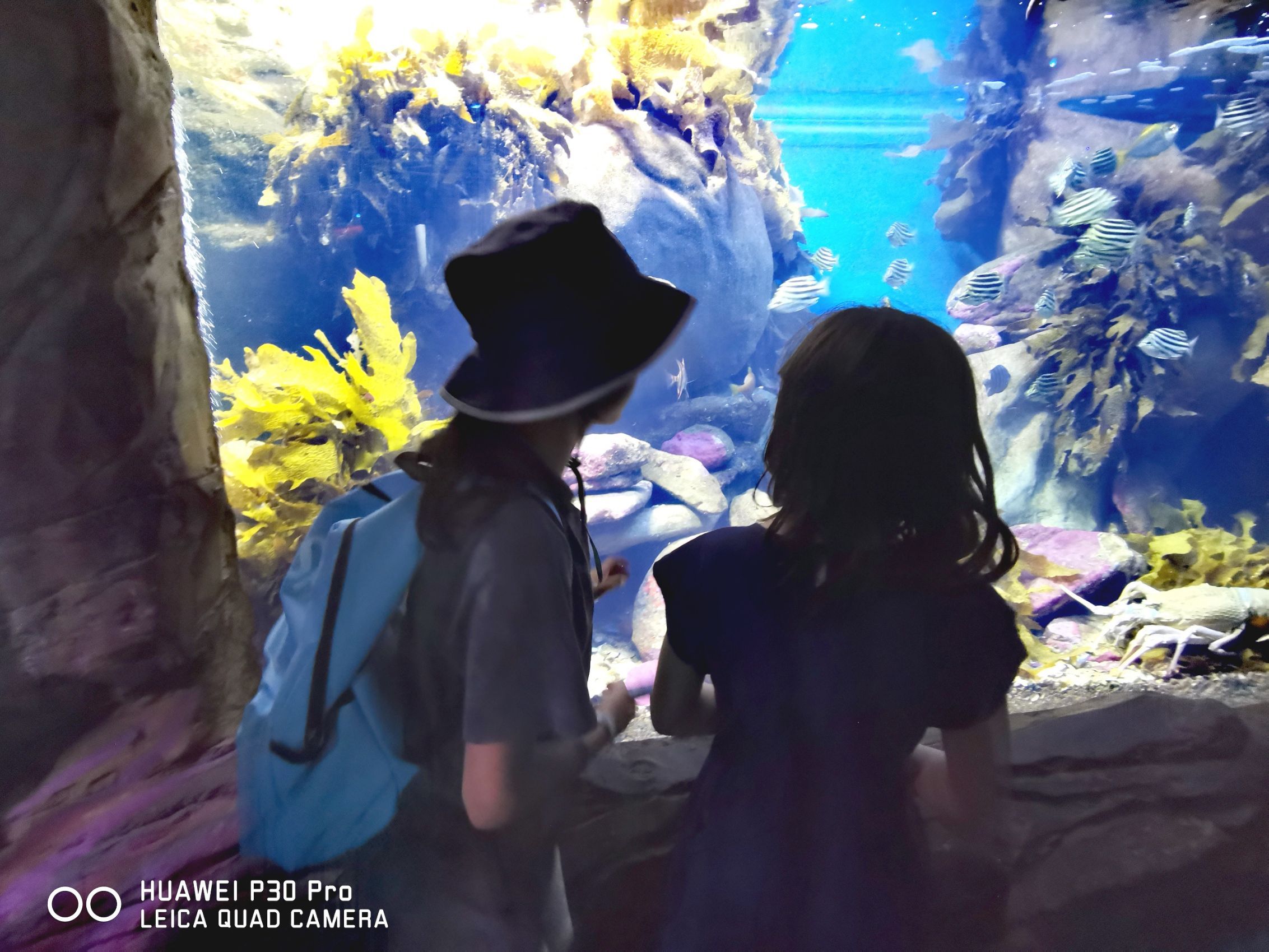 シドニー シーライフシドニー水族館 評判 案内 トリップドットコム シドニー シーライフシドニー水族館 評判 案内 トリップドットコム