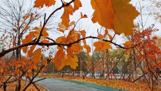 在廊坊市这个公园是非常不错的，市民赏景观光散步，锻炼身体的地