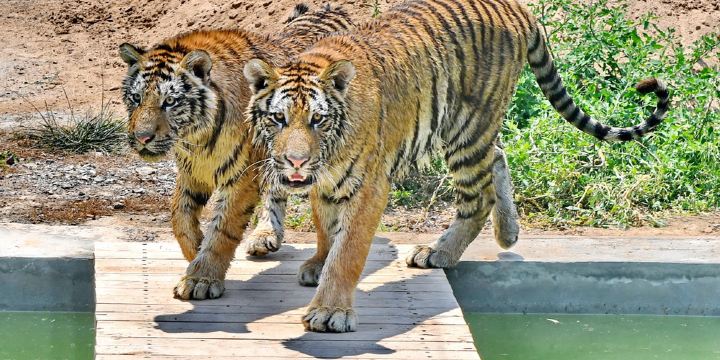 Zhonghua Tiger Park