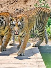 Zhonghua Tiger Park