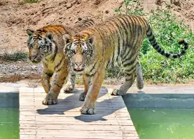 Zhonghua Tiger Park