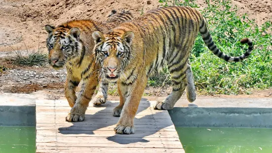 Zhonghua Tiger Park