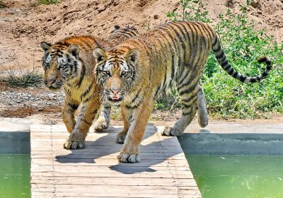 Zhonghua Tiger Park